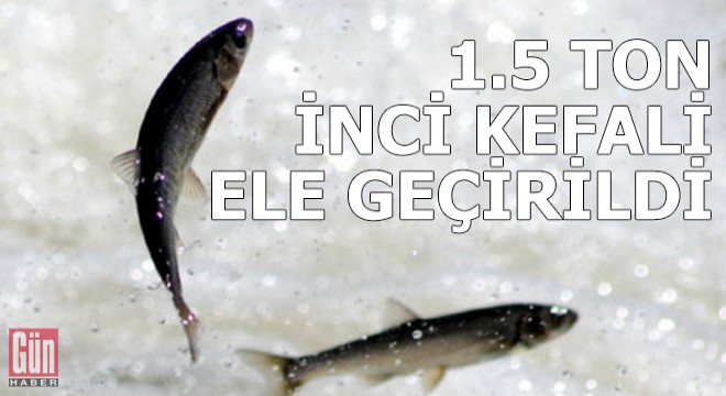 Van'da kaçak avlanan 1,5 ton inci kefali ele geçirildi