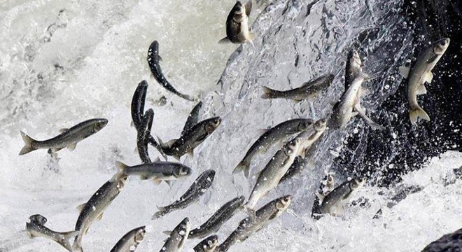 Van'da, kaçak avlanan 250 kilo inci kefali ele geçirildi