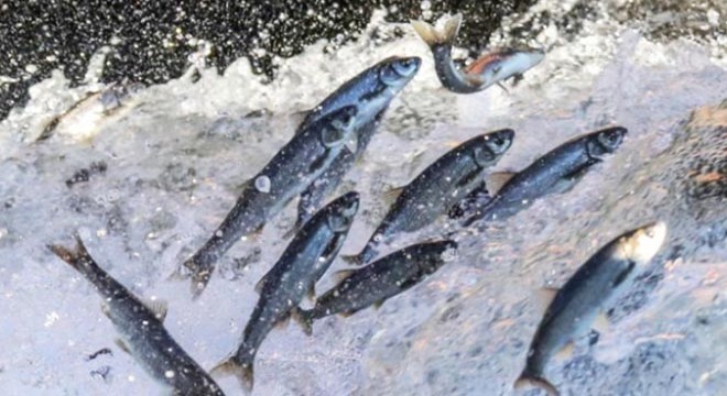 Van'da kaçak avlanan 530 kilo inci kefali ele geçirildi