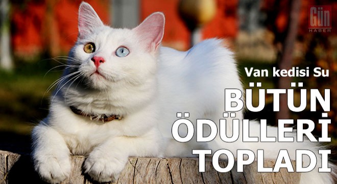 Van kedisi Su, uluslararası yarışmada bütün ödülleri topladı