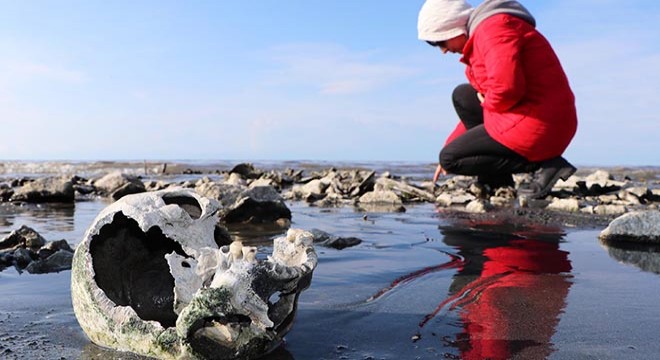 Van Gölü çekilince kemik ve kafatasları ortaya çıktı