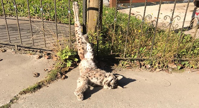 Vaşağın öldürüldüğü yere hadis yazılı tabela koydular