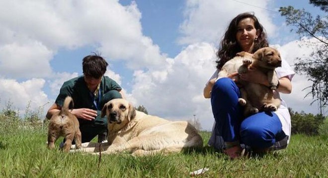 Veteriner Elif, yavru köpek ile annesini yalnız bırakmıyor