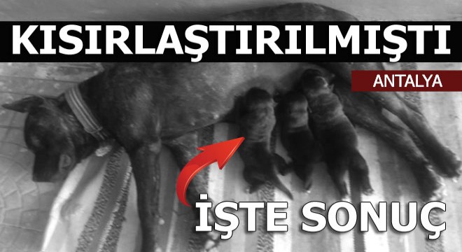 Veterinere dava açtı; 'Köpeğim ölebilirdi'