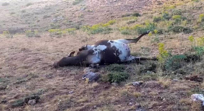 Vicdansızlar... Antalya'da 3 büyükbaş zehirlendi