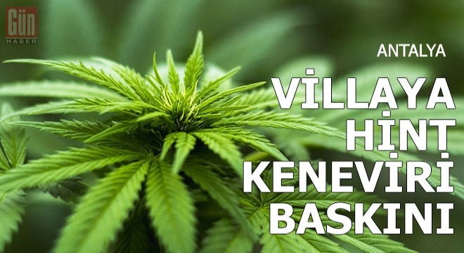 Villaya hint keneviri baskını