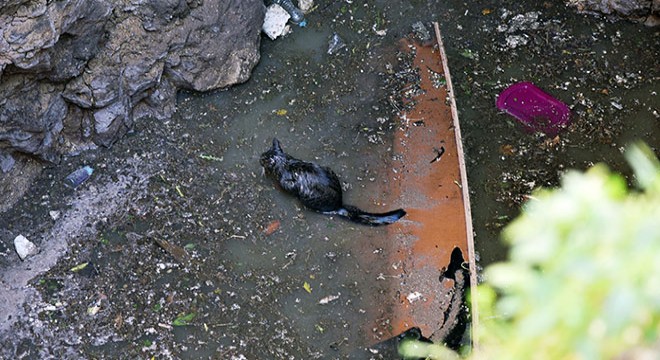 Vinç ile kuyuya indirilen itfaiyeci, mahsur kediyi kurtardı