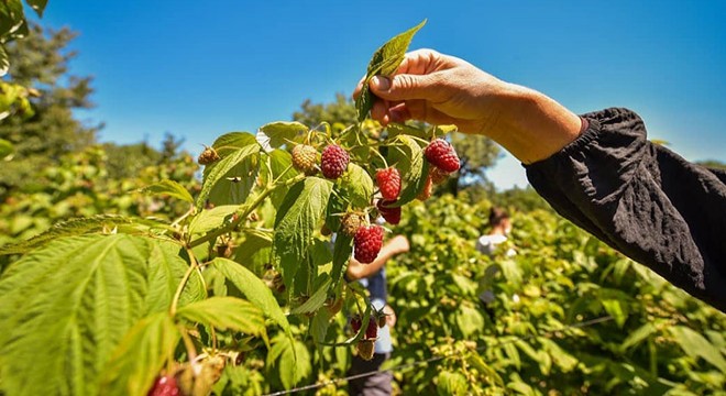 Vitamin deposu ahududu hasadı başladı