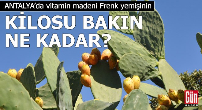 Vitamin madeni Frenk yemişinin kilosu bakın ne kadar?