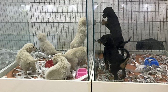 Vitrinde kedi- köpek satışında son günler