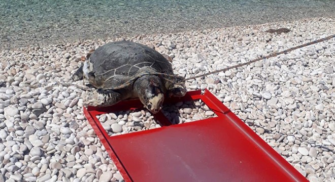 Vücuduna halat dolanan caretta caretta ölü bulundu