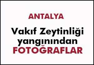 Vakıf Zeytinliği yangınından fotoğraflar