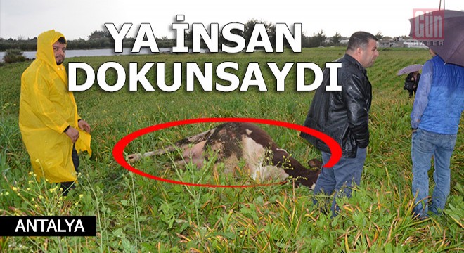 Ya insan dokunsaydı...