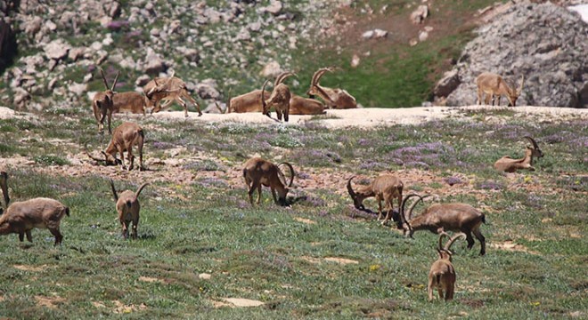 Yaban keçileri sürü halinde görüntülendi