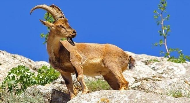 Yaban keçisi avına 256 bin TL ceza