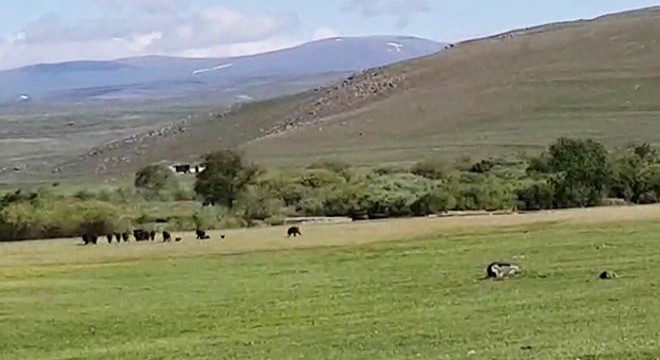 Yaban domuzu sürüsü, kazların yanından geçerken görüntülendi