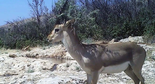 Yaban hayvanları foto kapanda
