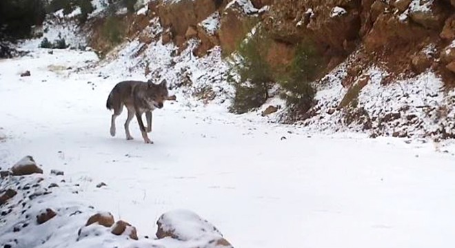 Yaban hayvanları fotokapanda