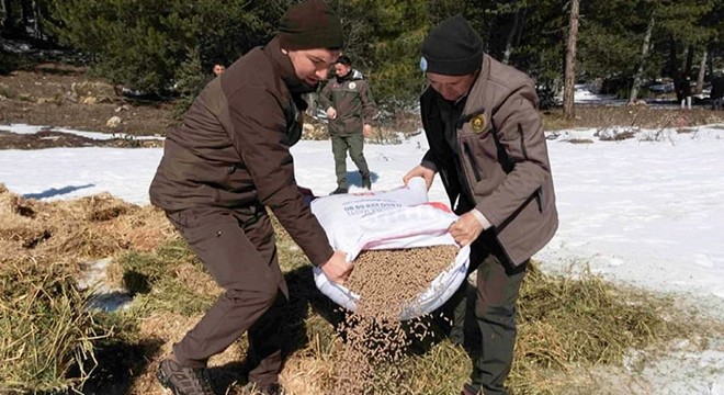 Yaban hayvanları için yem bırakıldı