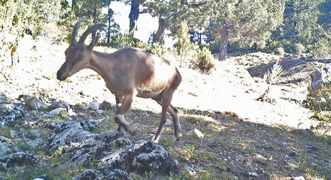 Yaban keçileri Karanlıkdere Kanyonu na uyum sağladı