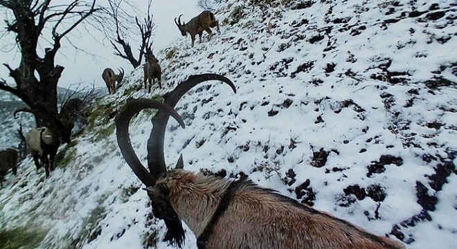 Yaban keçilerinin beslenme anı fotokapanda