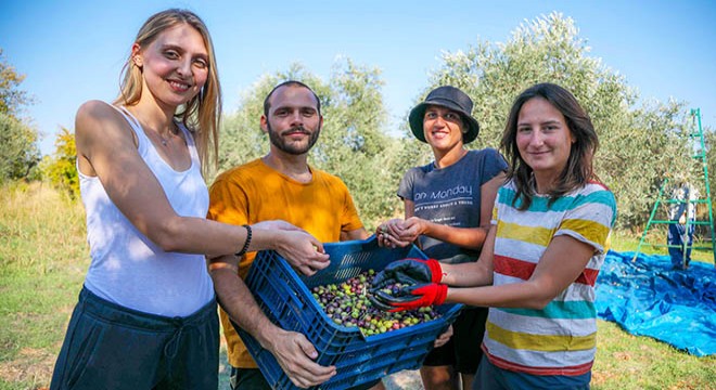 Yabancı gönüllü öğrenciler, zeytin hasadına katıldı