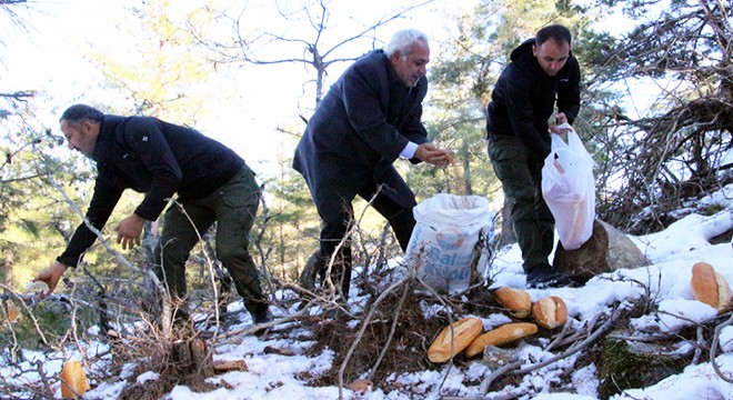 Yabani hayvanlar için doğaya yem bırakıldı