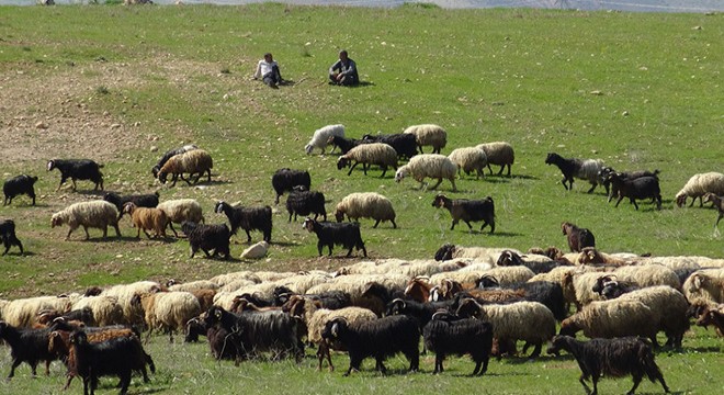 Yağış, besicileri sevindirdi