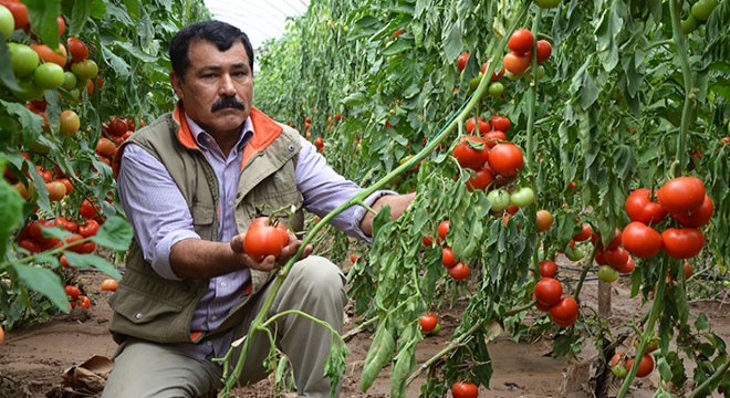 Yağmur sonrası taşkın ekili alanlara zarar verdi