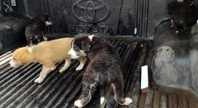 Yağmur suyu menfezindeki 7 yavru köpek kurtarıldı