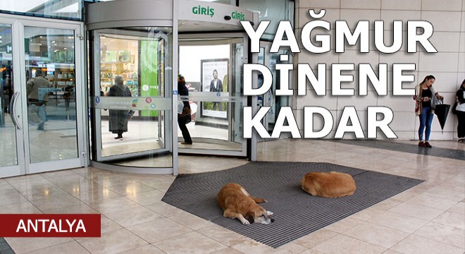 Yağmurdan kaçan sokak köpekleri AVM'ye sığındı