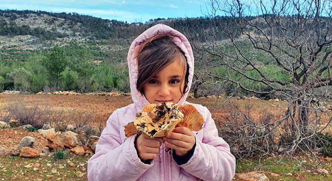 Yağmurdan sonra toplanıyor, kilosu 40 TL'ye satılıyor