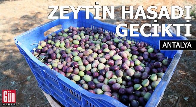 Yağmurla birlikte zeytin hasadı da gecikti
