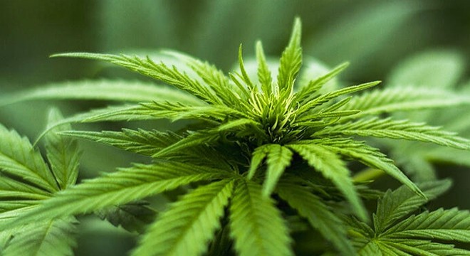 Yalova'da 73 kök hint keneviri ele geçirildi