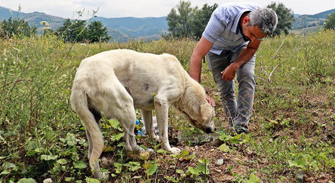 Yamaçta mahsur kalan köpek kurtarıldı