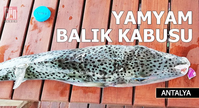 Yamyam balık, balıkçıların kabusu oldu