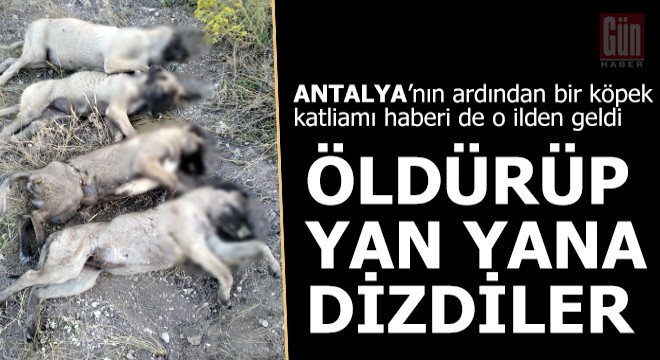 Yan yana dizilmiş köpek ölüleri bulundu