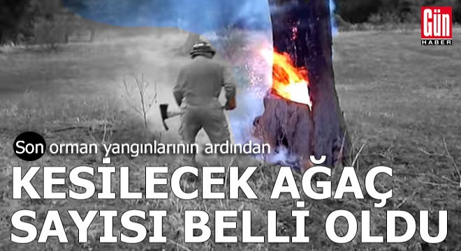 Yanan ormanlar 10 bin kişi ile kesilip temizlenecek