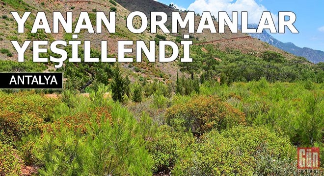 Yanan ormanlar yeşillendi