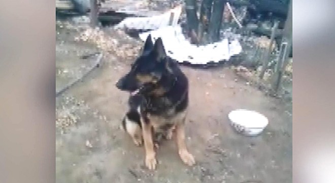 Yangın sonrası terk edilen köpek, sahibini bekliyor