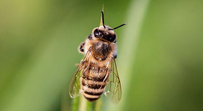 Yangına müdahale eden itfaiyecilere arılar saldırdı
