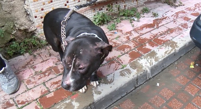 Yangında 2 yavrusu ölen köpeği vatandaşlar kurtardı