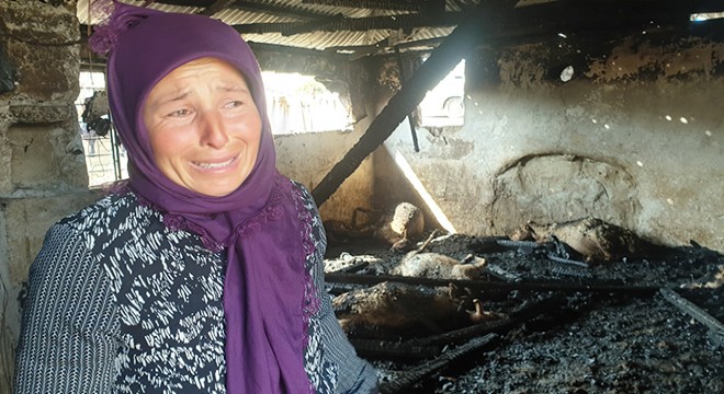 Yangında 26 koyunu telef olan kadın, gözyaşlarına boğuldu