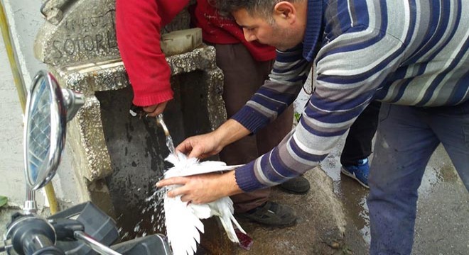 Yangında güvercin ve tavukları kurtarmak için seferber oldular