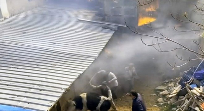 Yangında mahsur kalan inekleri canları pahasına kurtardılar
