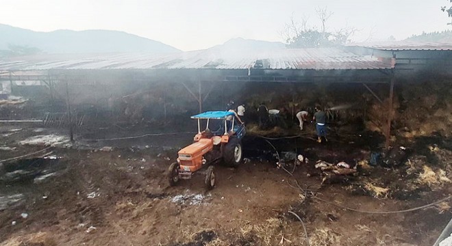 Yangında samanlar yandı, 4 büyükbaş öldü
