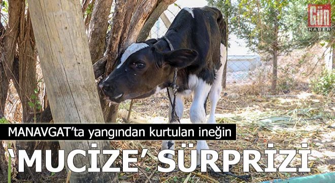 Yangından kurtulan ineğin  mucize  sürprizi