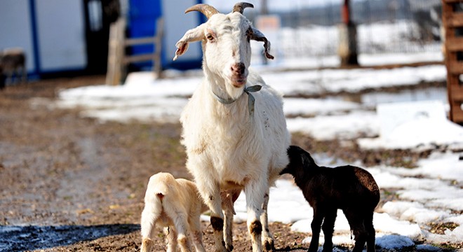 Yangından yaralı kurtulan keçi  Damla , 2 yavru dünyaya getirdi