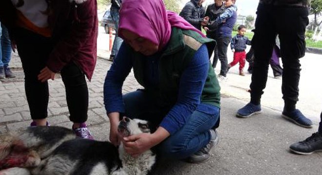 Yaraladığı köpeğin başından ayrılmadı