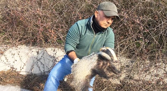 Yaralı atmaca ve porsuğa EKODOSD'tan yardım eli